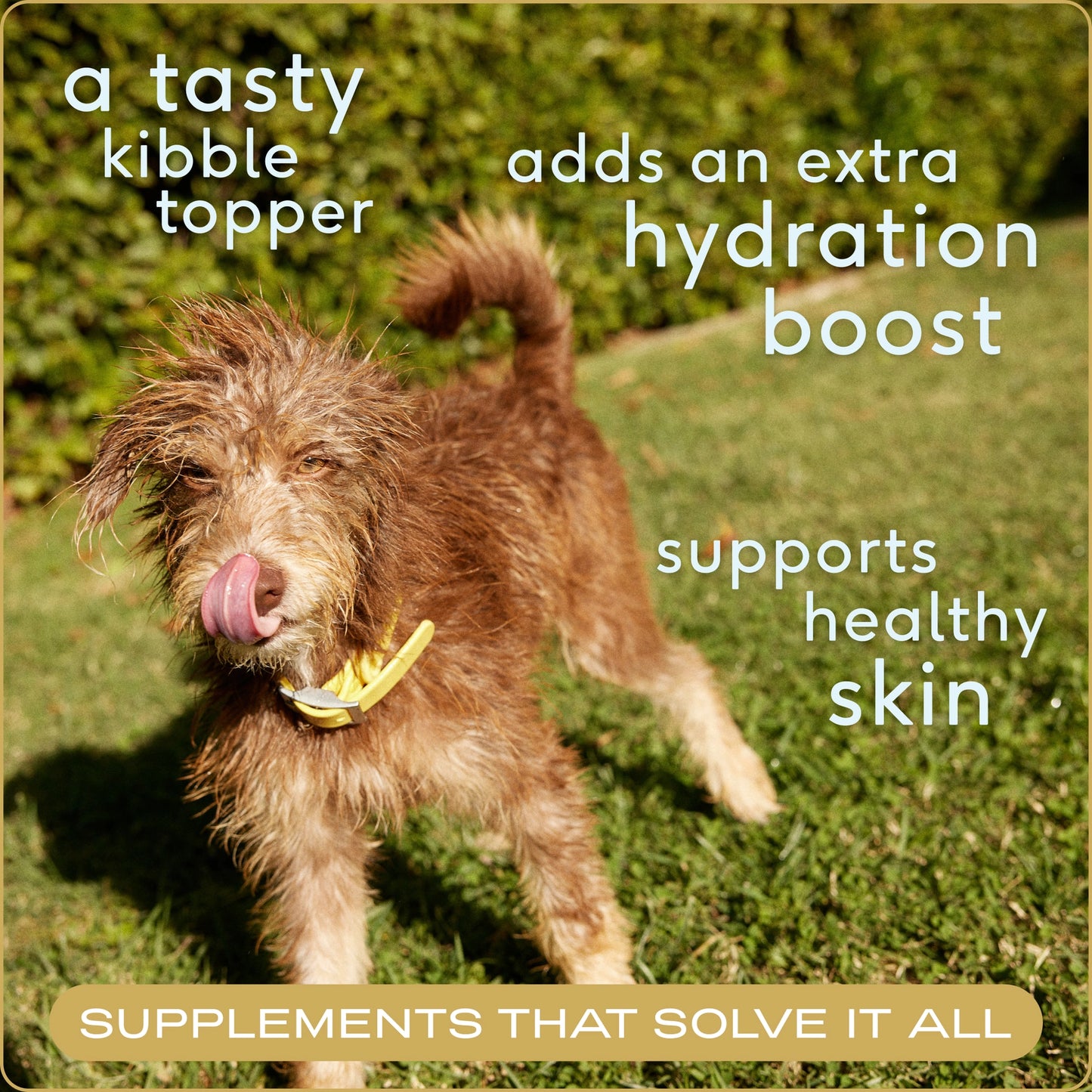 Native Pet - Organic Chicken Bone Broth Powder, Grain-Free Food Topper