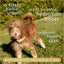 Native Pet - Organic Chicken Bone Broth Powder, Grain-Free Food Topper