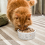 Open Farm Cat Icelandic Herring & Salmon Oil