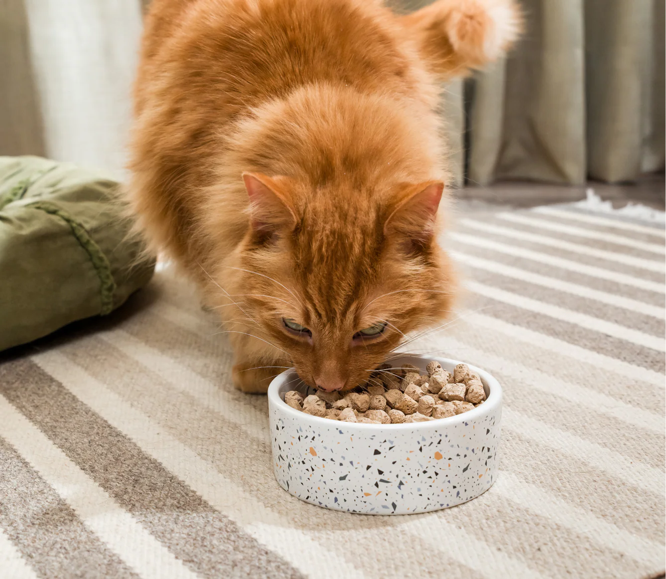 Open Farm Cat Icelandic Herring & Salmon Oil