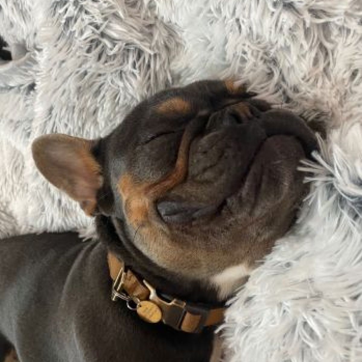 Tall Tails- Dog Water Proof Blanket Gray 40x60