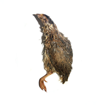 Savage Cat Dog and Cat Raw Whole Quail- 6oz (2 pack)